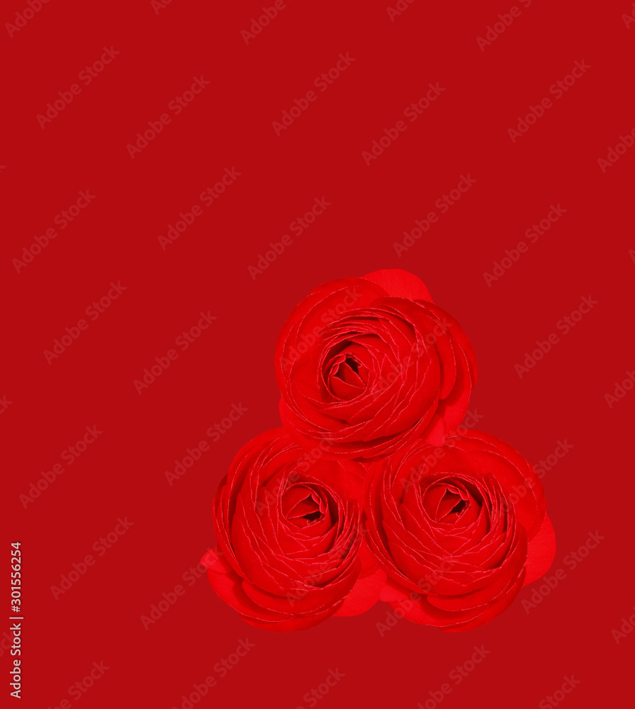 Three Red roses buds on red background, greeting card Three Red roses buds on red background, greeting card