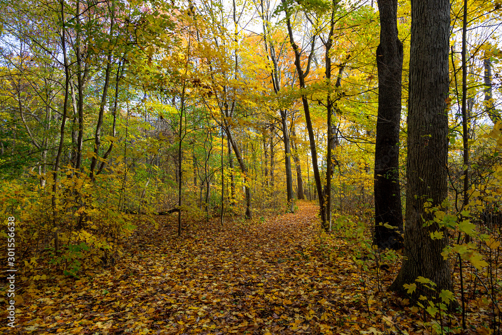 Obraz premium Amazing Park Scene