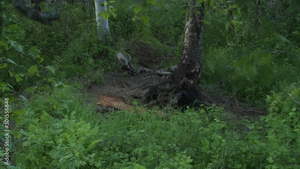 A black bear runs off after eating. A black bear runs off after eating.
