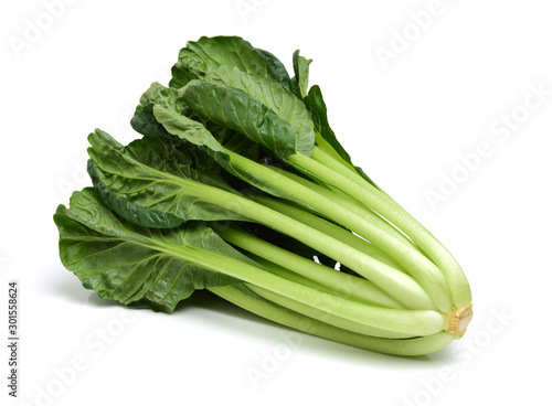 Fresh harvested Tah Tsai lettuce isolated on white. Tah Tsai or (Tatsoi) a commly used green leaf vegetable in Chinese and oriental dishes.
