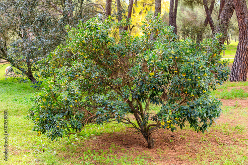 arbutus tree loaded with fruits in the park of the Casa de Campo in Madrid
