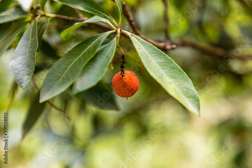 arbutus fruits on the tree before ripening in the park of the Casa de Campo in Madrid