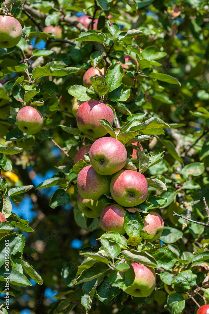 Obraz premium Apfelbaum