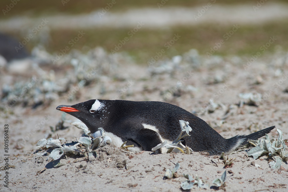 Obraz premium Gentoo Penguins (Pygoscelis papua) nesting on Bleaker Island in the Falkland Islands.
