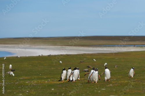 Gentoo Penguins (Pygoscelis papua) returning to the colony across sheep pasture on Bleaker Island in the Falkland Islands.
