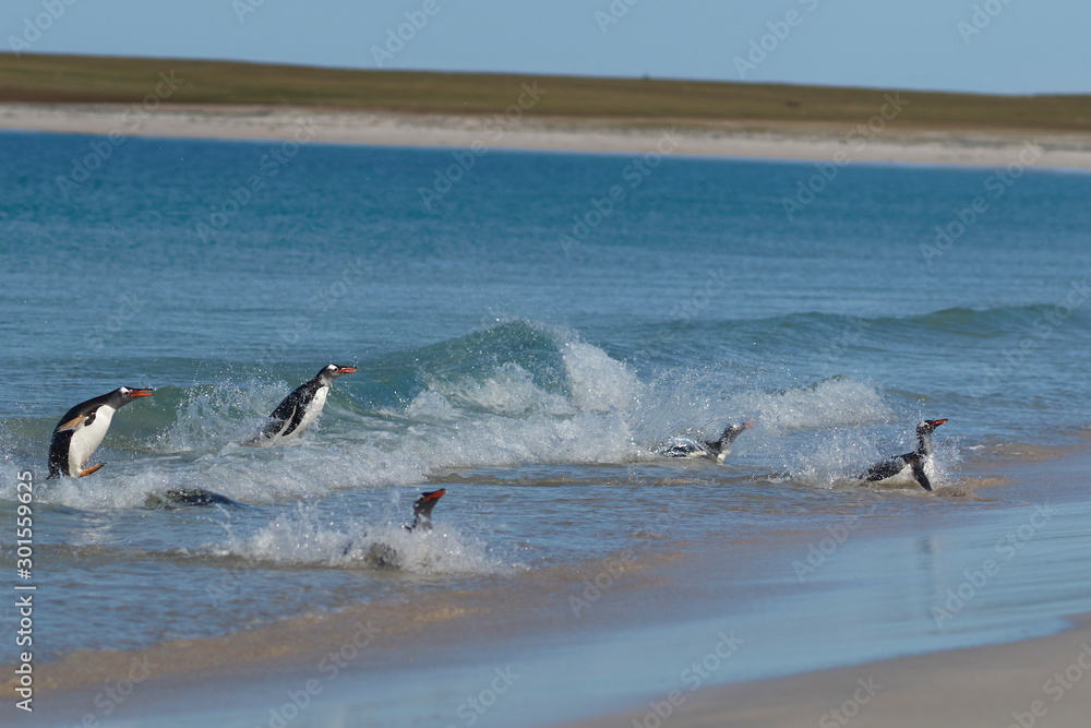 Fototapeta premium Gentoo Penguins (Pygoscelis papua) coming back to land after a day spent feeding at sea. Bleaker Island in the Falkland Islands.