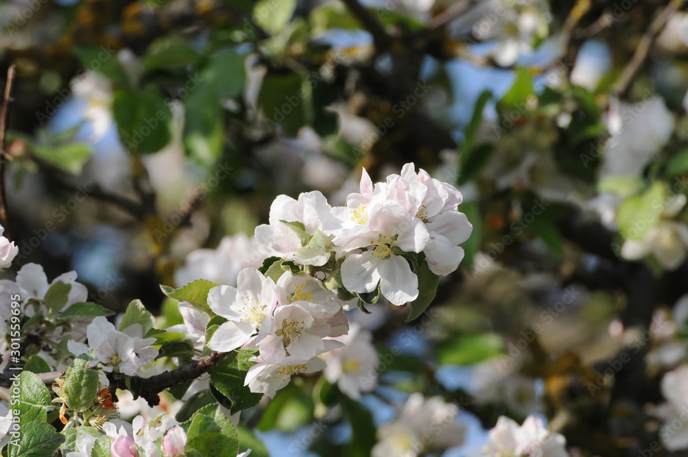 Apfelbaumblüte