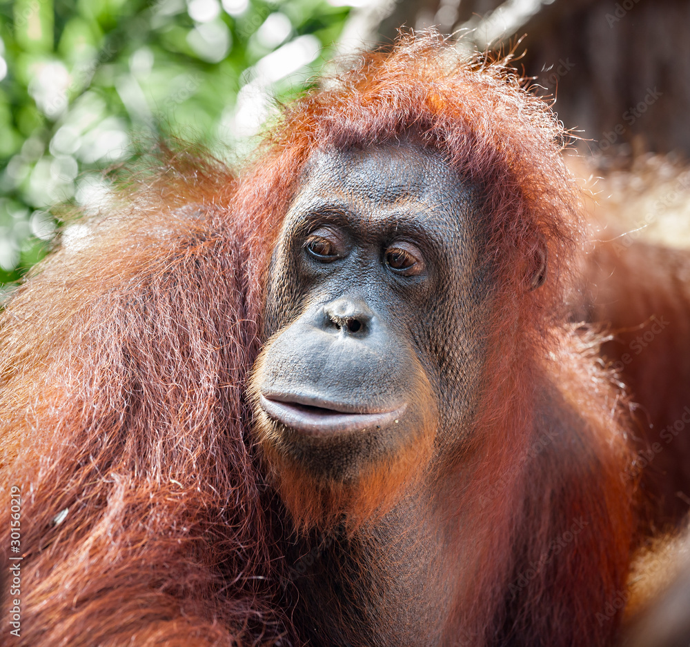 Fototapeta premium Portrait of Orangutang