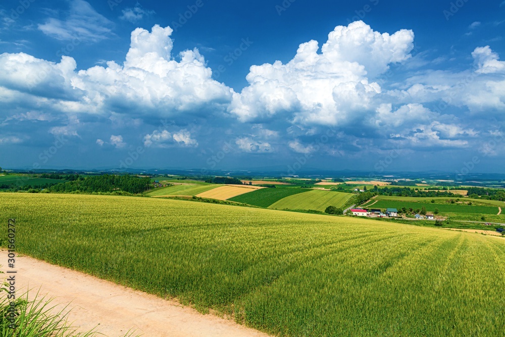 北海道 美瑛町 夏の美瑛の丘の風景 Stock 写真 Adobe Stock