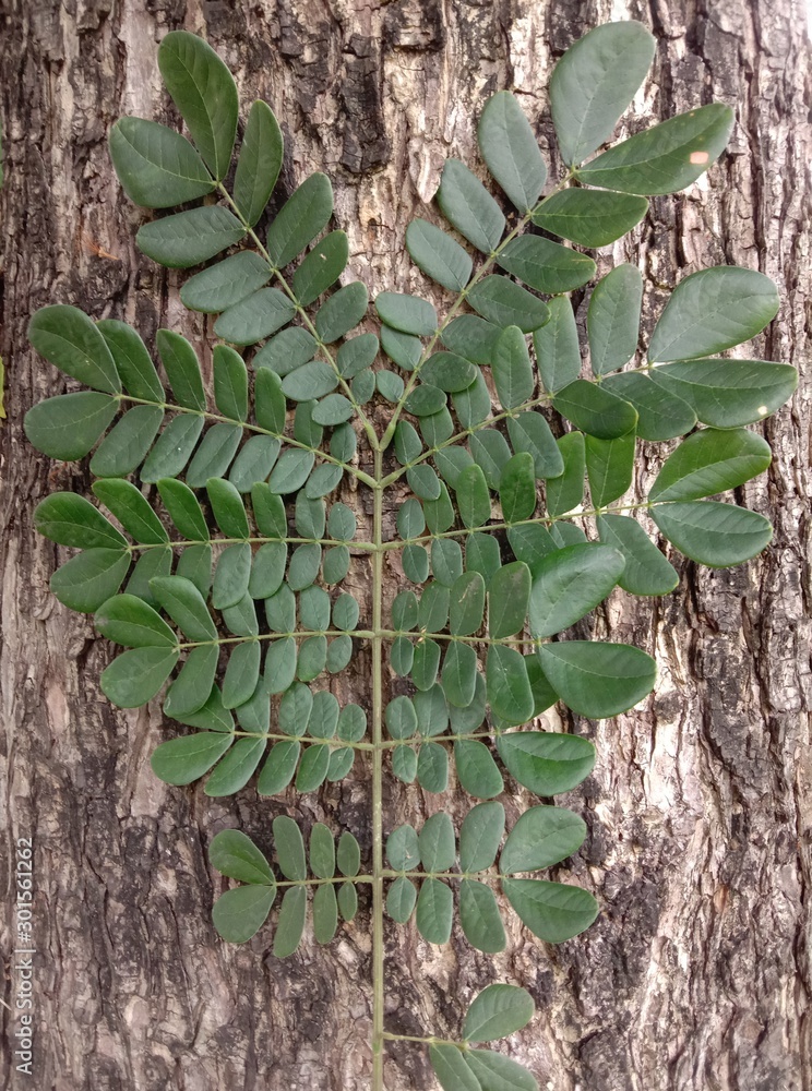 saman into a cluster of tightly clustered axillary buds near