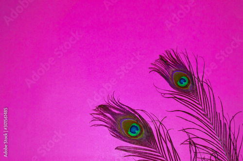 pink background on two peacock feathers,peacocks tail on pink background,bird background written text space ,written text space,pink background,peacocks