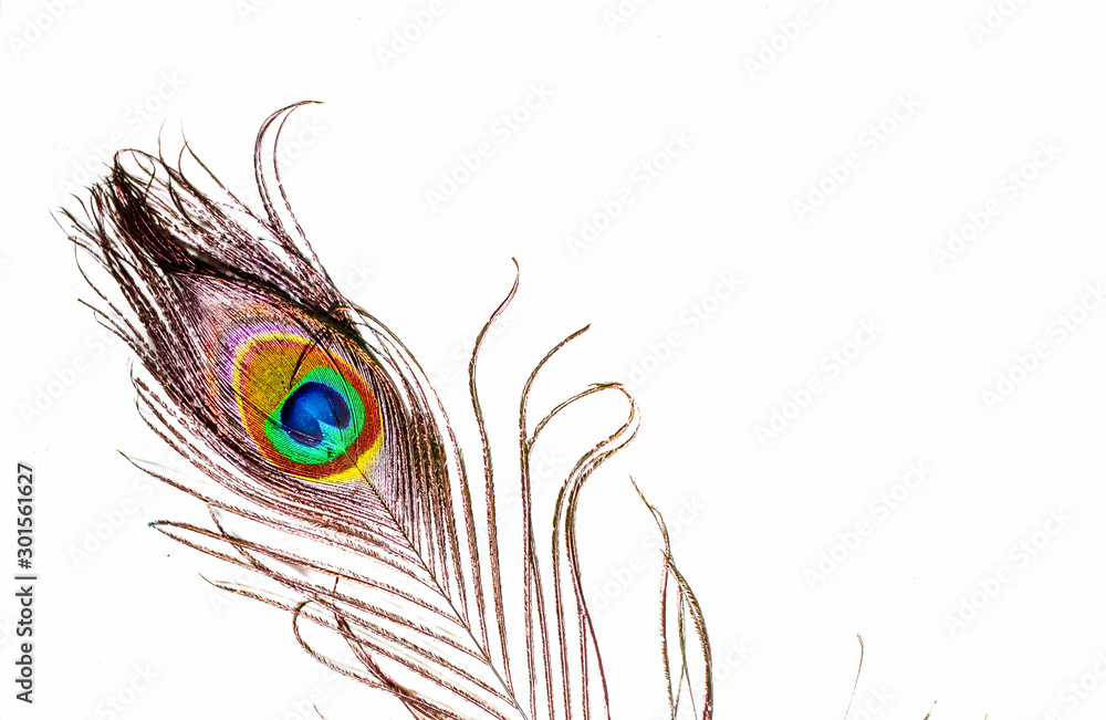 Obraz premium peacocks,peacocks tail on white background,close up view peacock feathers, text written space,copy space on white background with peacock feathers
