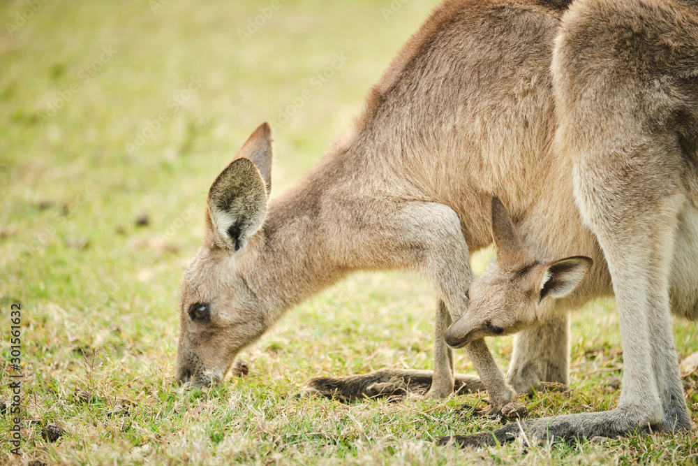 Wild kangaroo joey in open grass field at sunset with golden light in pouch