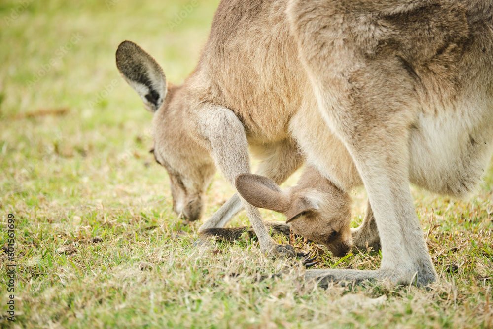 Wild kangaroo joey in open grass field at sunset with golden light in pouch