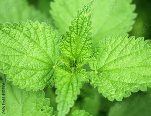 Nettle leaves green background close up