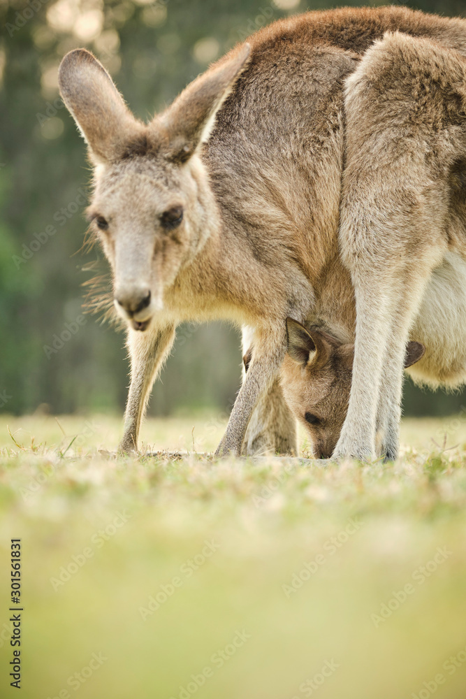 Wild kangaroo joey in open grass field at sunset with golden light in pouch