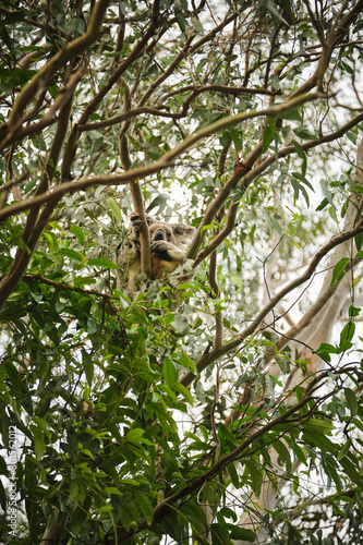 Canvas Print Wild koala bear perched in a tree on the Gold Coast, Queensland, Australia at su