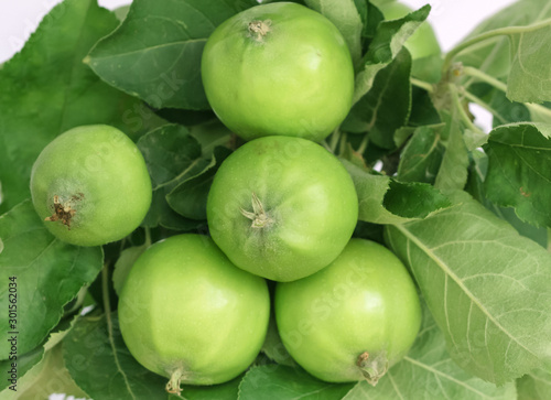 Green apples on a branch.Green apples on the branch of tree