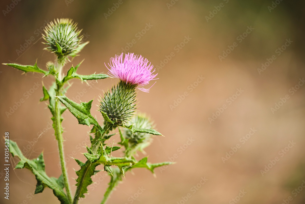 Wild growing Scottish thistle flower in bloom at golden hour sunset Wild growing Scottish thistle flower in bloom at golden hour sunset