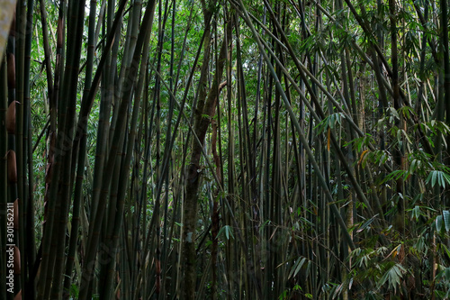 Groove of young bamboo tree with leaves, Full frame shot of bamboo trees (pohon bambu) Taken in Sibolangit, Indonesia
