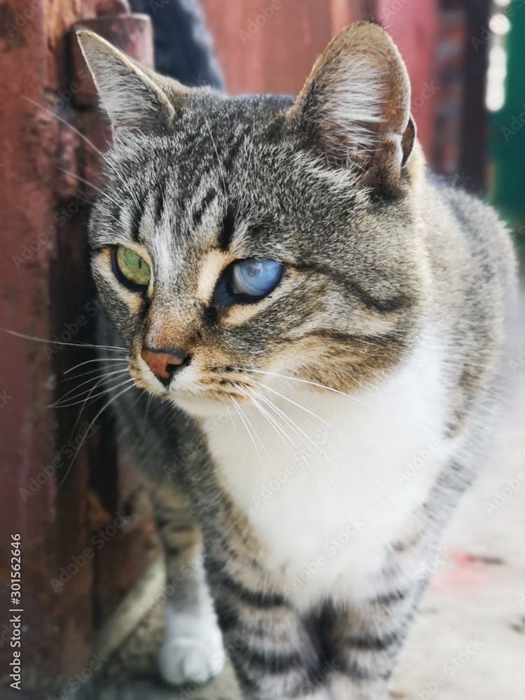 cat with green-blue eyes