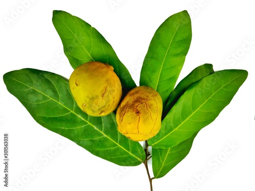 Gayam Fruit (Inocarpus fagifer (Parkinson ex Zollinger) Fosberg) isolated white background leaves isolated on white background photo