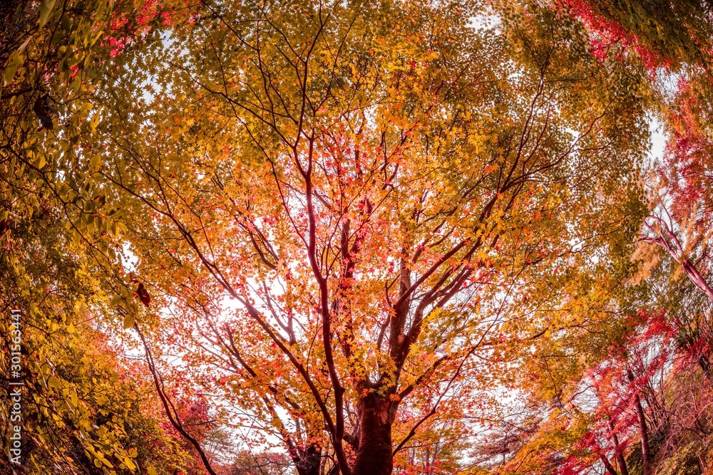 魚眼レンズで撮影した紅葉の森林風景