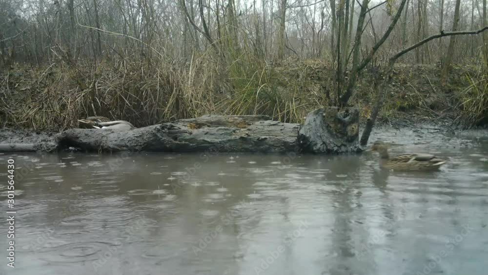 Mallard Ducks (Anas Platyrhynchos) in the water in the nature in a rainy day. Water Animals and Nature Videos in FullHD