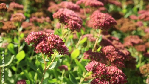 Blooming red flowers on flower bed. Crimea.