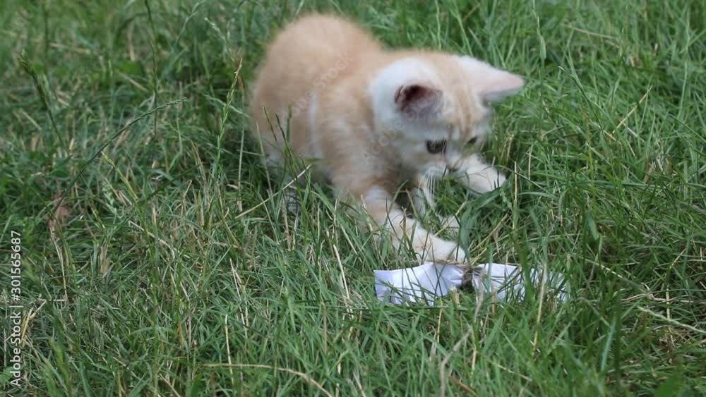 Kitten plays in the grass Kitten plays in the grass