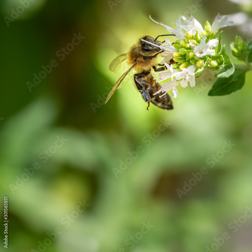 Bienen © Pixelhirsch