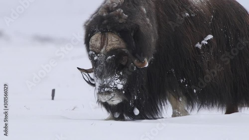 huge muskox bull male walking close view head turning watching towards camera photo