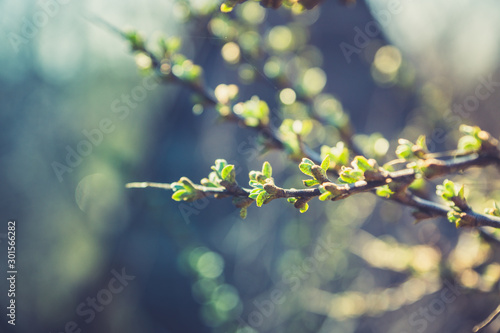Sea buckthorn branch with new green leaves. Selective focus. Shallow depth of field.