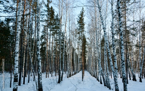 Slender rows of birches and pines in the winter forest. © Irina