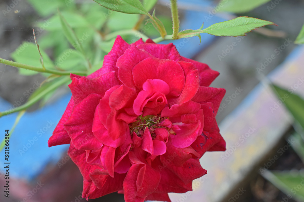 red roses, red roses planted in the home yard red roses, red roses planted in the home yard