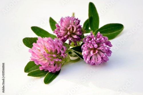 Clover flowers on a white background closeup