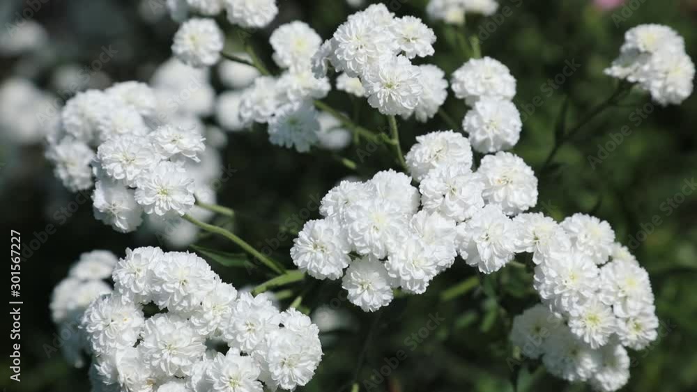 Beautiful spring flowers close up Beautiful spring flowers close up