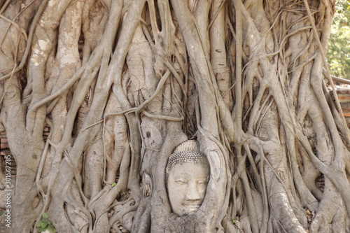 Wat Mahathat (Buddha Head in a Tree)