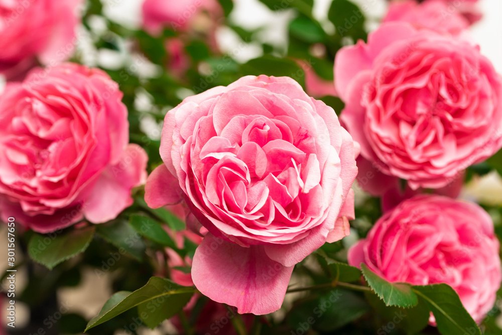 ローズガーデンに咲く