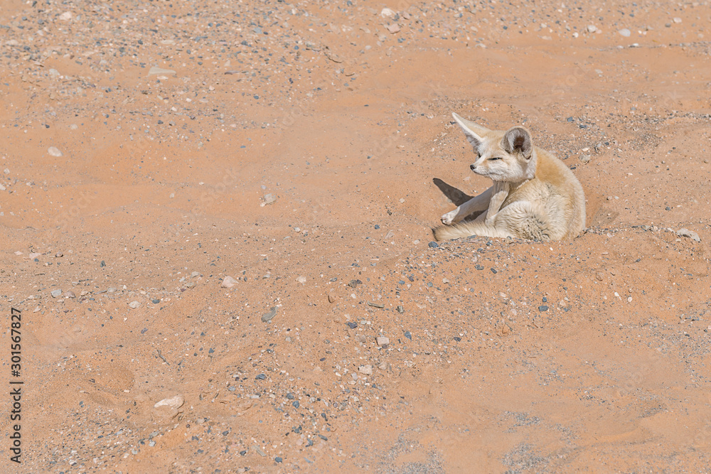 Fennec fox in the Sahara desert, Morocco. Stock Photo Adobe Stock
