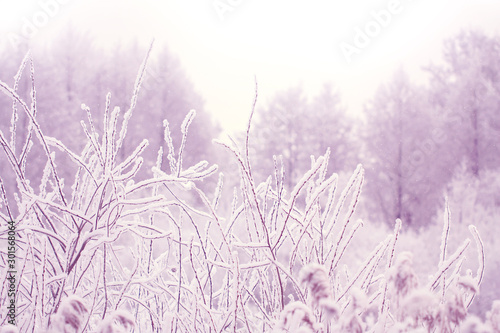 Withered grass in winter on blurred forest background toned tender lavender color, Snow on dry twigs with natural backdrop