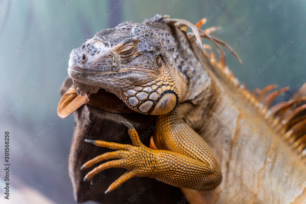 Fototapeta premium Close up view of Green iguana that change turn orange, also known as Common iguana or American iguana is sleeping on a wood log.