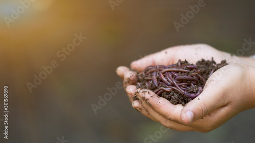 Farmer hands holding Fertile soil and earthworms.