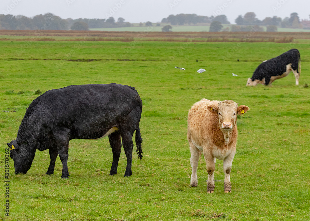 Fototapeta premium Cattle in field