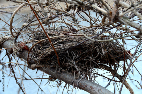 Nest