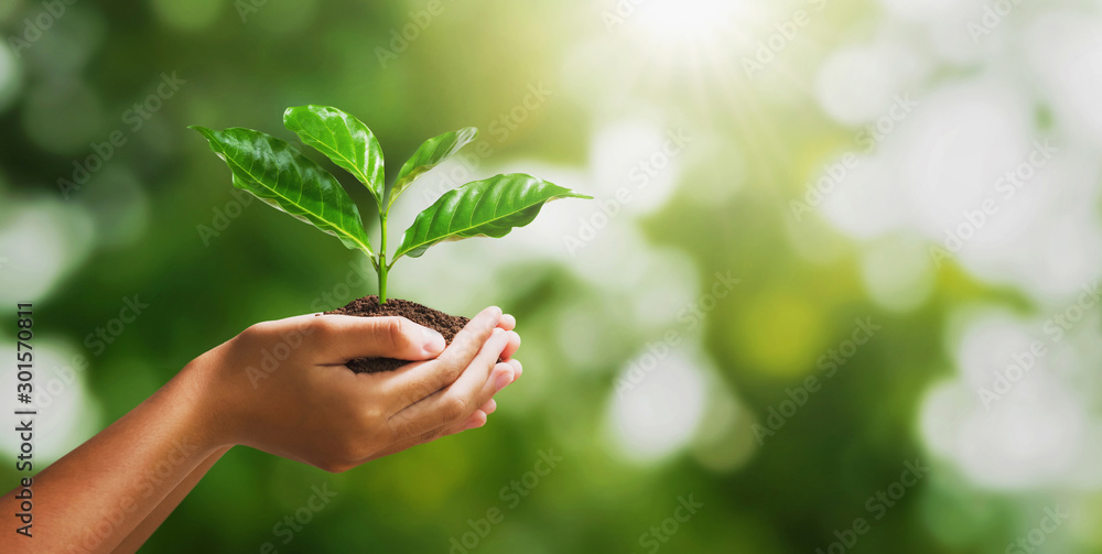 hand holding young plant on blur green nature background and sunslight. concept eco earth day - obrazy, fototapety, plakaty 