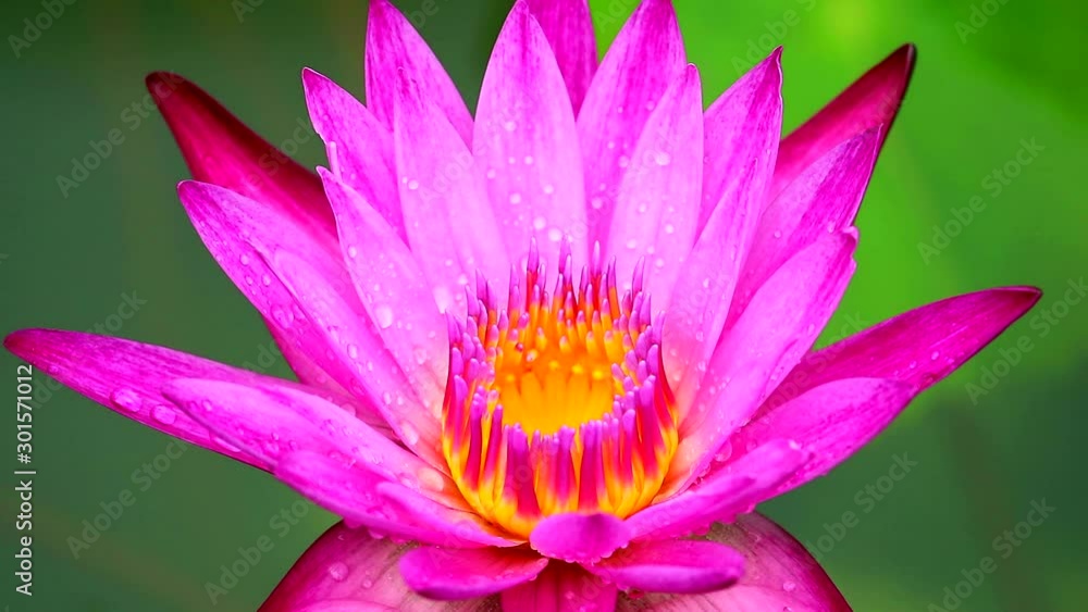light pink lotus blooming after rain fall and blur two color water surface2 light pink lotus blooming after rain fall and blur two color water surface2