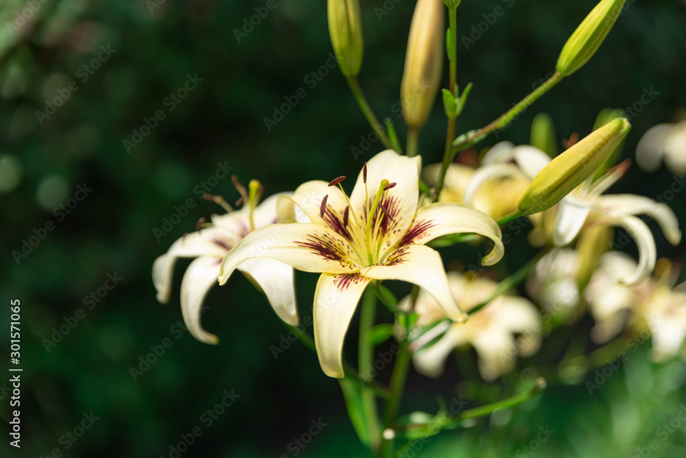 Obraz premium 青空の下で咲く花