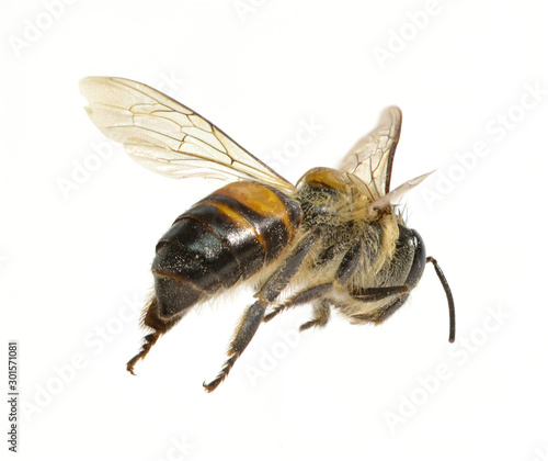 a Bee isolated on the white background