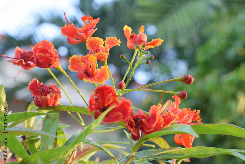 Caesalpinia flower Caesalpinia flower